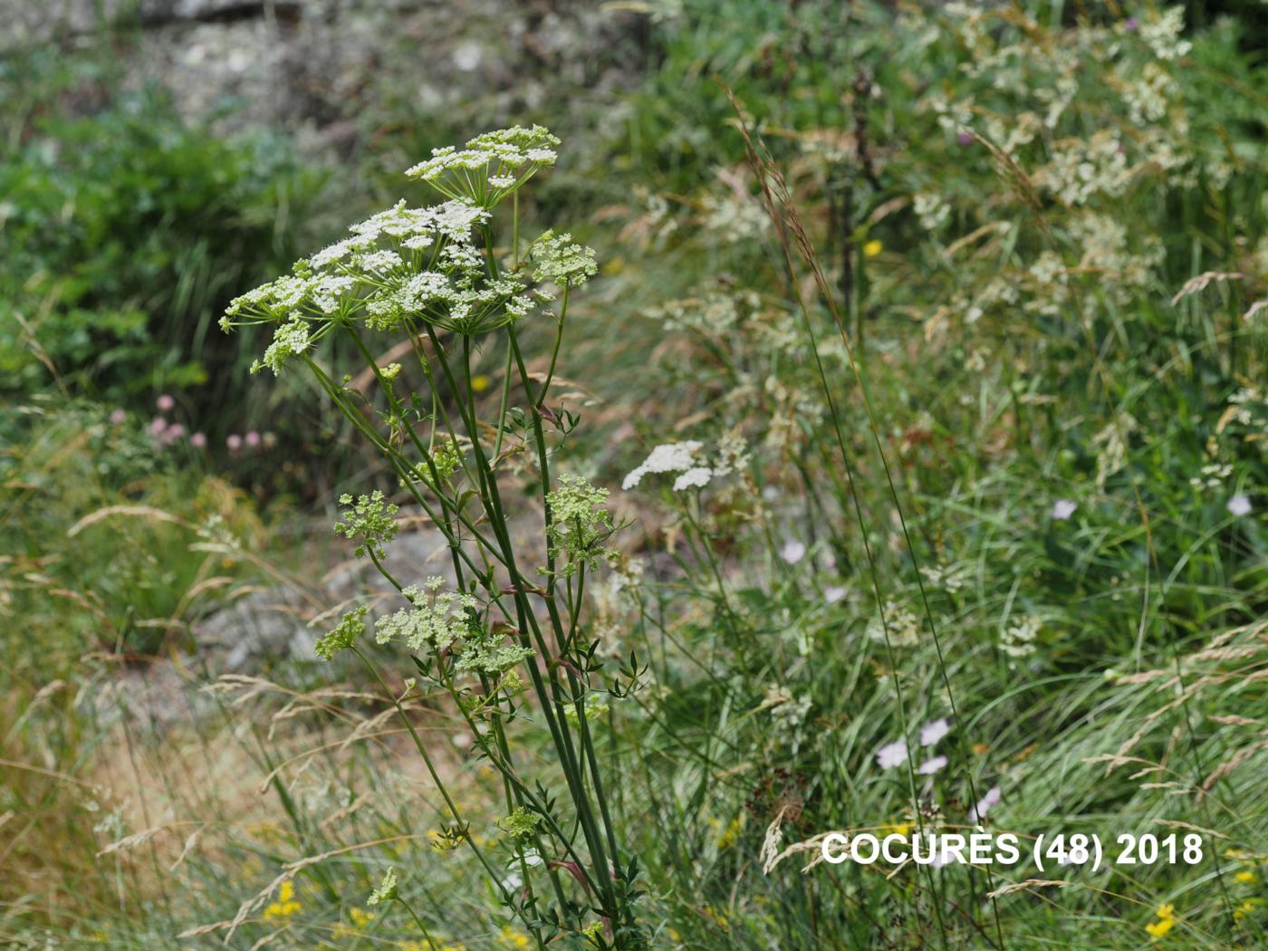 Masterwort, [Mountain parsley] plant